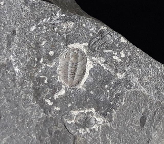 ? Changaspis elongata LEE in CHIEN 1961  - Bild © FossNet FossilienStore